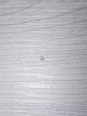 ДО 80 Дрезден дуб нордик, покрытие Экошпон (ALBERO) лот 18178523